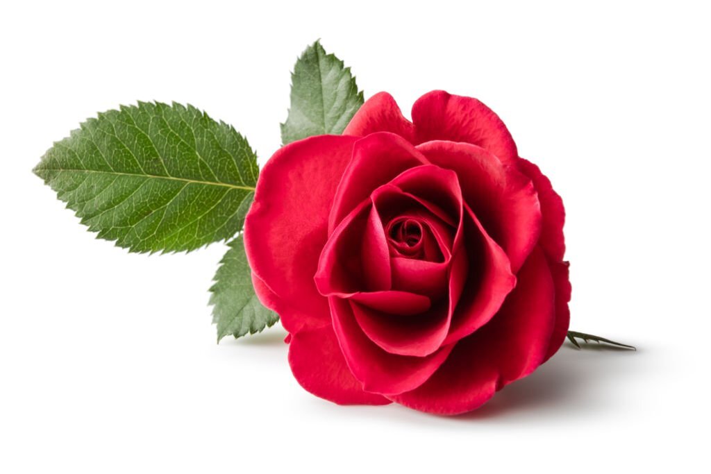 poem-on-rose-flower-in-hindi
